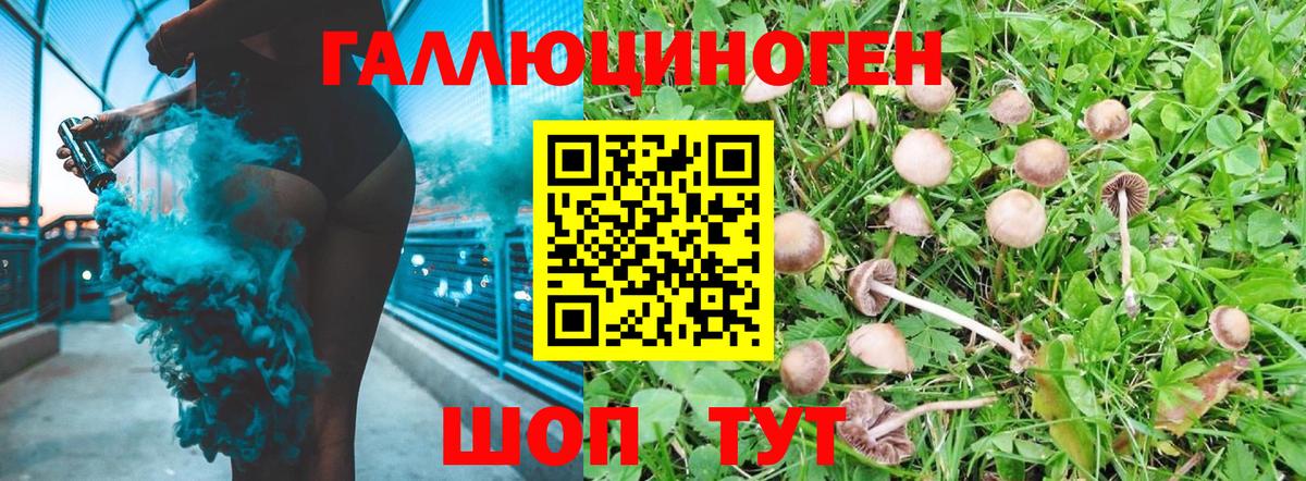 Псилоцибиновые грибы Psilocybine cubensis Белорецк